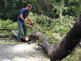 Best Tree Risk Assessment  in Labasas, CA