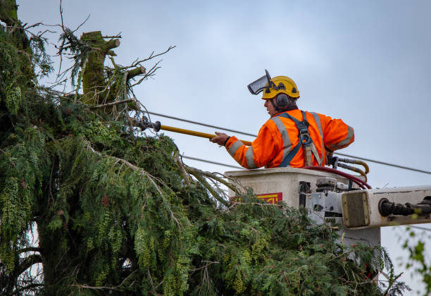 Best Hazardous Tree Removal  in Labasas, CA