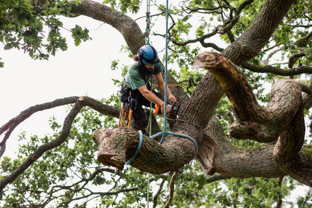  Labasas, CA Tree Care Pros