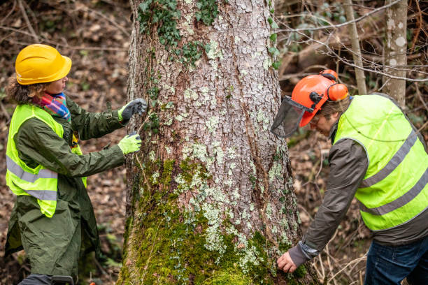 Best Utility Line Clearance  in Labasas, CA