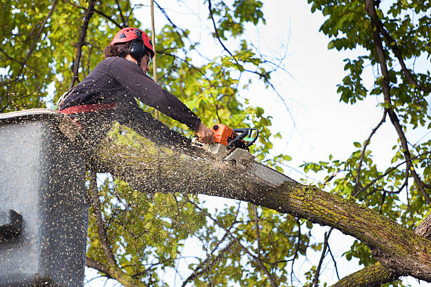 Best Arborist Consultation Services  in Labasas, CA