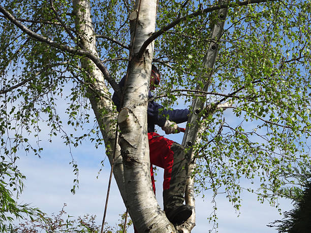 Best Fruit Tree Pruning  in Labasas, CA