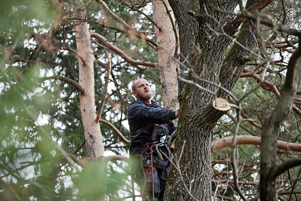 Best Tree Maintenance Programs  in Labasas, CA