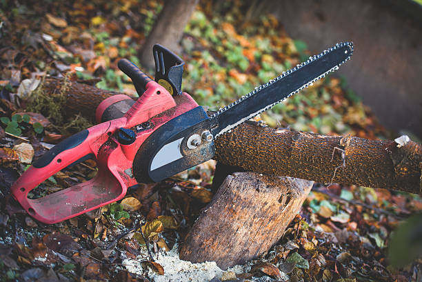 Best Leaf Removal  in Labasas, CA