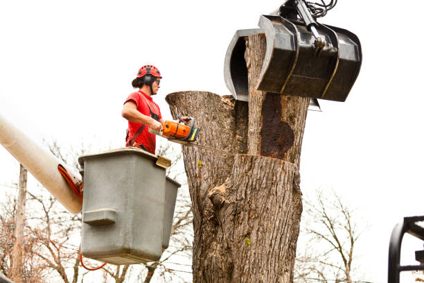 Best Tree Disease Treatment  in Labasas, CA